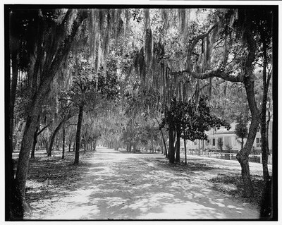 Photo:Ridgewood Avenue Daytona Florida Tree-Lined Street c1895-1910