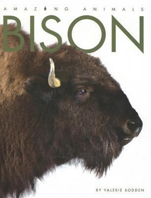 Bison Hardcover Valerie Bodden