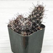 Cactus House Plant - Cochemiea (Mammillaria) Thornberi  Cactus - In 2" Pot