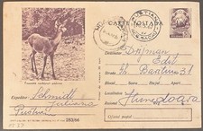 Romania view postal card (michel P537) 1967 animal, deer *d