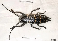Cerambycidae Xiphotheota saundersi A1 or A- 19-21mm MorF  BACAN - LARGE - #0339