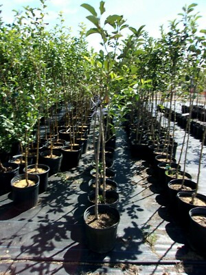 black rose plant for sale 5 BLACK ROSE Rosa Bush Shrub Perennial Flower Seeds