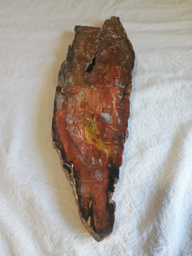 16"x5"x1" Petrified Wood Slab ***BEAUTIFUL***