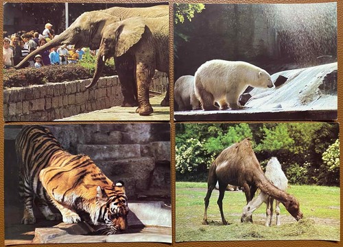Lot of 17 psc JUMBO CARDS FOLDER WITH CZECH PRAGUE ZOO ANIMALS PRESS FOTO - Picture 4 of 12