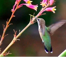 10 RED YUCCA SEEDS (Hesperaloe parviflora) Hummingbird & Butterfly Flower Plant