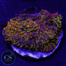 CS CC CLOUDBERRY CHALICE - WYSIWYG LIVE CORAL