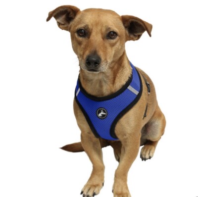Paws & Pals Dog Harness Retractable/Adjustable - Blue - Small