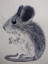 Tuschezeichnung einer Maus Tür Maus Kunst Illustration Nager Schwarze Linie Skizze