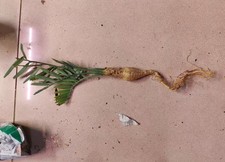 Rara crescita semina boutique casuale Encephalartos lehmannii