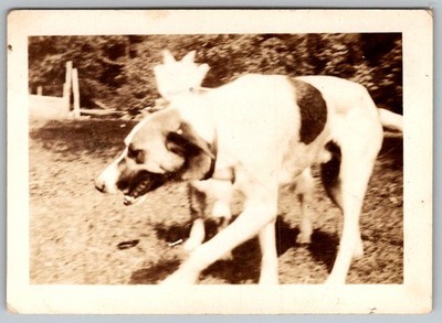 Vtg B&W Snapshot Large Spotted Pointer Hound Dog Walking Outside In Yard Feb