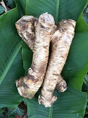 Horseradish Root, Sauget, 2 Pound (Sold by Weight). -Country Creek LLC-