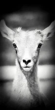 Fine Art Photography, Black and White print,8x16, Baby Bighorn, Mt Blue Sky