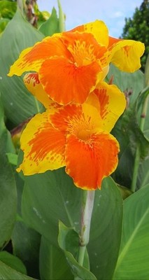 Orange Mustard Canna Lily Flower Bulbs Imported Garden Plant Pack of 2