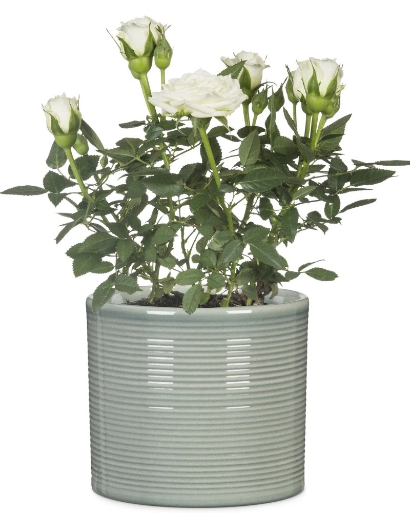 blumenkasten mit rankgitter 180 breit Set: 2 x HOLZ OPTIK XL SPALIER (breite Version) Farbe: Anthrazit – Kreher  Technik