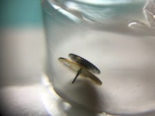 ETA 7750 HOUR COUNT WHEEL FOR PART  08600.7750