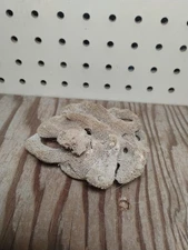 Sea Foam Coral Sponge? Unsure