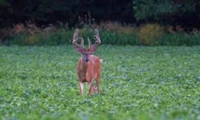Appin Voederraapzaad – 50 Gram, Circa 12.500 Zaden, Voor Groenbemester, Wildvoederakkers En Begrazing, Wintergroen
