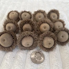 Dozen (12 Count) Burr Oak Giant Acorns For Crafts.