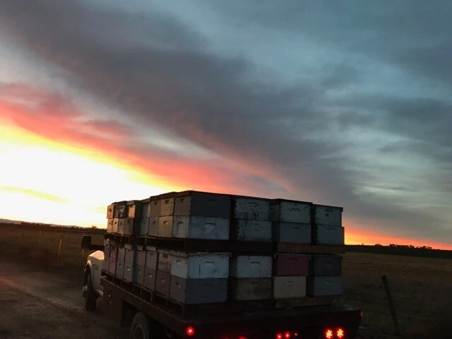 5 Gallon (60lb) Raw, Unfiltered Texas Honey from Desert Creek. Gluten Free - Image 4 of 4
