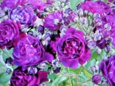 10 SEEDS  FRAGRANT CLIMBING THORNLESS BABY PURPLE COLOR ROSE SEED USA TX SELLER