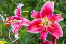 Stargazer Lily Bulbs