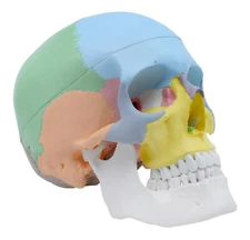 Didactic Human Adult Skull Anatomical Model, 3 Part - Color Coded - Eisco Labs
