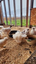 6Silkies Silkie Hatching Eggs