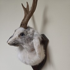 Jackalope Taxidermy Shoulrer Mount - Fantasy Mythical Creature. Rabbit. Antlers