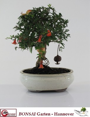Bonsai Granatapfel Punica Granatum 10 Jahre 18 X 22 X 26 Cm Ebay