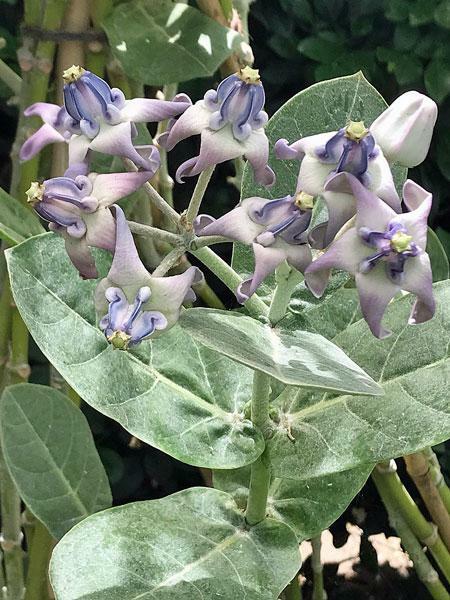 Calotropis