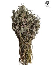 Wild Germander Whole Bunch 220g - 1.95Kg Teucrium Chamaedrys