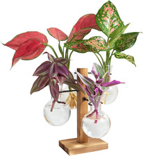 Plant Propagation Stations with Wood Stand, Plant Terrarium for Home Office Gard