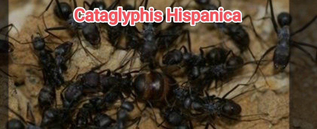 Cataglyphis Hispanica colonie diurne pour terrarium de salon