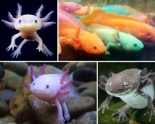 Size-S Hikari Axolotl Food Axolotl Salamander Sinking Pellet Protein 47% Japan - Picture 3 of 7