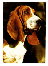 Postkarte Motiv Hund ungelaufen