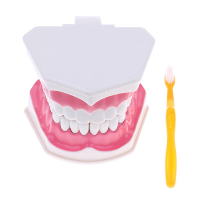 2 Mal Human Dental Teeth Modell mit abnehmbaren Zähnen Study Kit   B