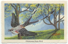 Scissor-Tailed Flycatcher Oklahoma State Bird Postcard