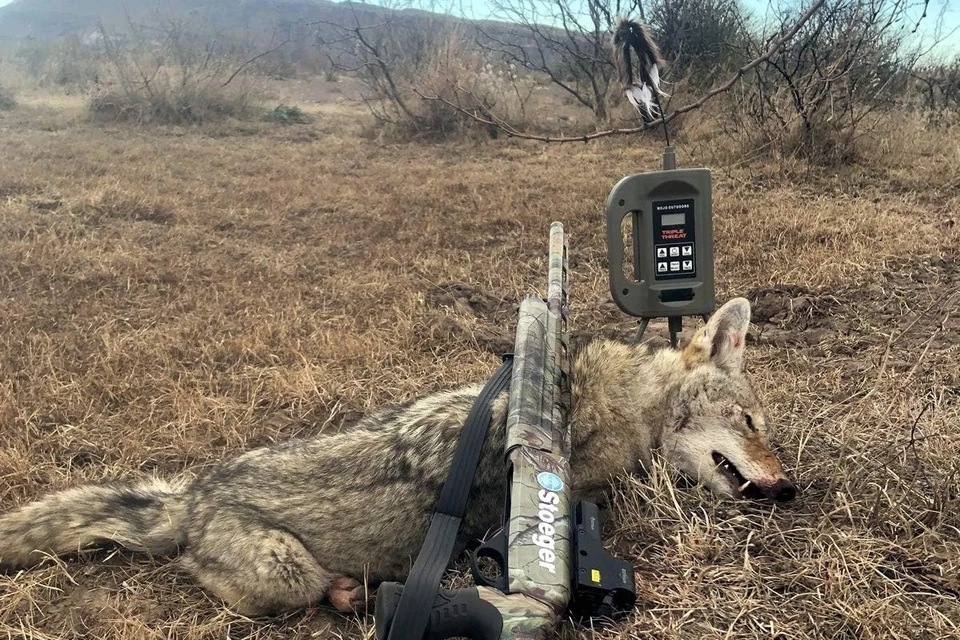 NEW MOJO Outdoors Triple Threat 2 E-Caller Predator Call Decoy, 3-Part Complete - Image 4 of 4