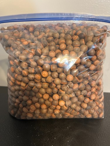 Small Acorns For Feed 1 Lbs. Deer - Squirrel - Hogs , Pigs , Turkey , 0r Crafts