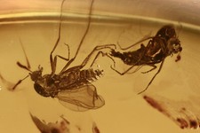 مقتنيات Biting Midges