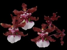 Double Tall Spikes - Oncidium Sharry Baby  Sweet Fragrance  Huge Plants 3.5  