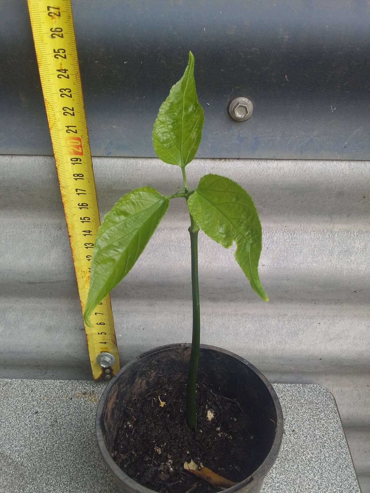 RARE Inca Peanut, Sasha Inca, volubilis PLANT , very healthy