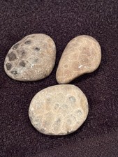 Unpolished Petoskey Stone Lot Only Michigan Rocks Fossil Coral Great Lakes Beach