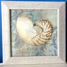FRAMED TIGER NAUTILUS SEASHELL ART PRINT BY CYNTHIA COULTER-$44.99-NWT-NO BOX