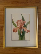 Watercolor Painting of Peach Iris Signed Matted and Framed