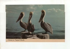 Vintage Post Card - Pelicans in Tropical Florida