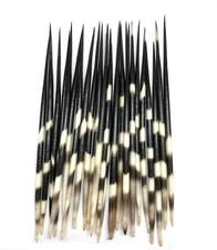 3PC Thick South Africa Porcupine Quills (8 Inch ~ 10 Inch)