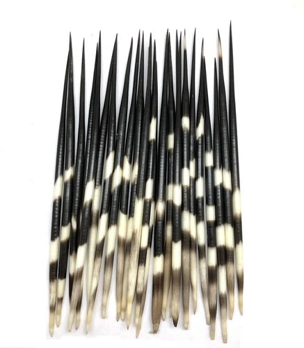 3PC Thick South Africa Porcupine Quills 8 Inch  10 Inch