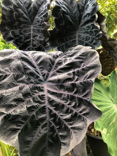 Colocasia Phantom Esculenta Especie Nuevo HB Oreja de Elefante + Phyto Cert. - Imagen 6 de 10