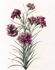 Carnation Flowers Accent Tile Mural Kitchen Bathroom Wall Art Backsplash Ceramic